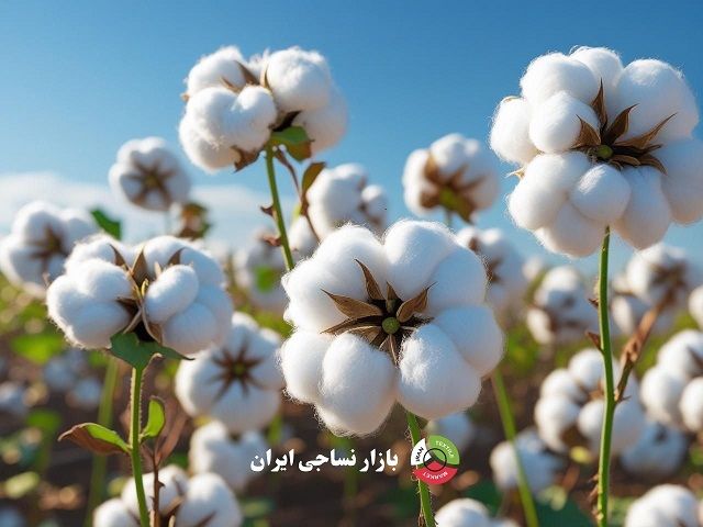 بوته پنبه